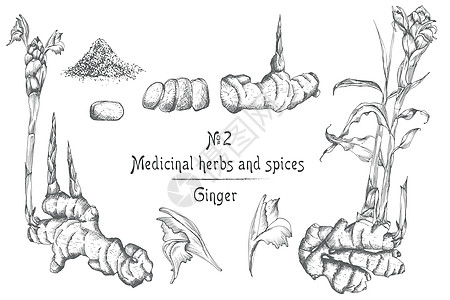 将生姜根 生命和花朵手绘成黑色 与白色背景隔离 复古复古图形设计 植物素描 雕刻风格插图药品香料药店绘画粉末排毒食物蔬菜铅笔图片