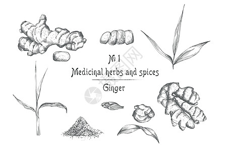红糖生姜将生姜根 生命和花朵手绘成黑色 与白色背景隔离 复古复古图形设计 植物素描 雕刻风格药店草本植物绘画杯子墨水柠檬粉末铅笔食物叶子插画