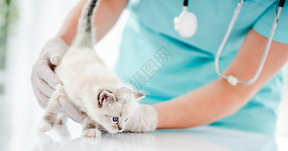 兽医诊所的Ragdol小猫白色猫咪哺乳动物布娃娃医疗蓝色工作室毛皮检查眼睛图片