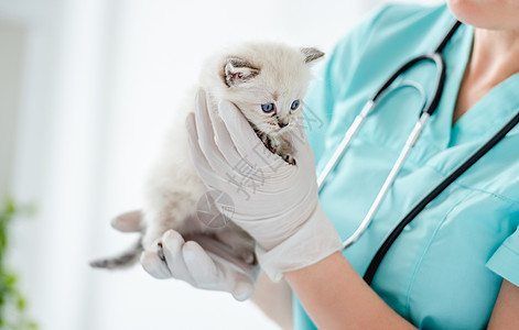 兽医诊所的Ragdol小猫检查哺乳动物布娃娃动物毛皮女士工作室猫咪宠物医生图片