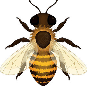 Bee 现实工作蜜蜂的图像 Be 最高视图 矢量插图以白色背景隔离图片