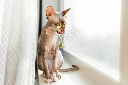 猫在窗台上休息时梳洗自己的爪子 斯芬克斯猫 猫的舌头人面窗户打扫卫生狮身眼睛晶须晴天小猫朋友图片