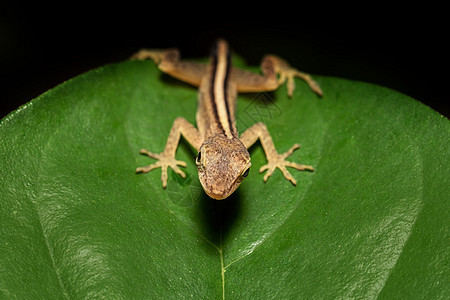 哥斯达黎加卡诺内格罗 阿诺利斯利米夫龙宏观荒野爬虫叶子丛林生活蜥蜴尾巴皮肤生物图片