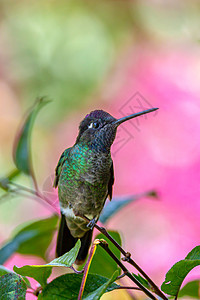 哥斯达黎加圣赫拉尔多德多塔热带翅膀荒野账单动物群花蜜野生动物栖息地树枝观鸟图片