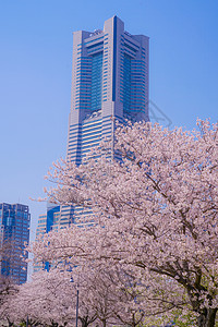 盛开的城市和横滨米那托米拉伊市摩天大楼建筑群晴天天空街景摩天轮蓝天植物地标建筑图片