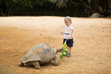 小男孩喂养阿尔达布拉巨龟 毛里求斯图片