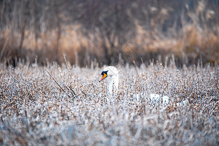 冬天在池塘的野鸟哑巴天鹅反射鸟类芦苇动物蓝色优美晴天羽毛翅膀脖子图片