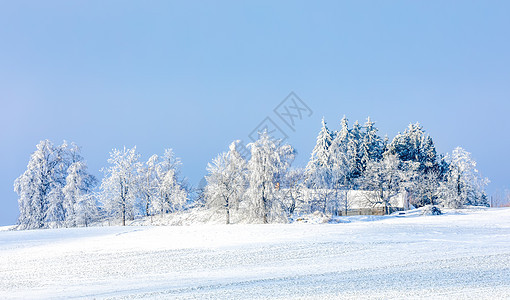 冬季风景 雨雪覆盖树木环境暴风雪薄雾季节农村风暴木头地平线国家森林图片