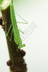 树枝上的绿草地生活农田衬套蟋蟀植物丛林热带野生动物枝条图片