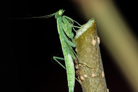 树枝上的绿栖息草地蟋蟀农田枝条丛林摄影生活昆虫植物图片