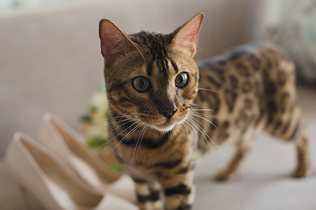 在沙发上挂着花束和鞋子的新娘猫动物气氛小猫宠物猫咪虎斑成人脚跟男性女士图片