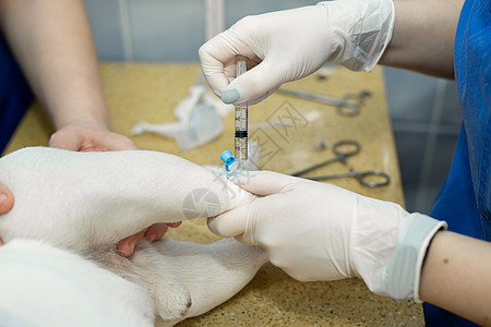 近距离的兽医在医院给一只狗注射一针导管动物小狗治疗桌子卫生疫苗麻醉护士医生图片