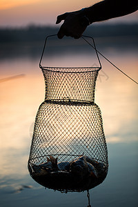 渔捞 鱼网中的生淡水鱼作为渔获钓鱼爱好支撑角质饮食鲫鱼淡水运输破坏动物图片