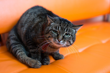 一只害怕的猫坐在沙发上图片