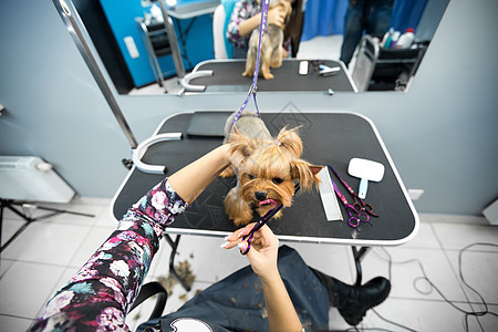 在美容院为狗梳妆时 女装发型者坐在桌子上 最后用剪刀剪出狗的头发的过程沙龙宠物犬类头巾美容师情感理发师魅力工具刷子图片