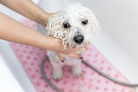 一个女孩在浴室给她的狗洗澡的特写镜头 她把淋浴间的水倒在她身上 慢动作 照顾比熊犬 特写 兽医 美容师 动物理发师气泡浴缸乐趣宠图片