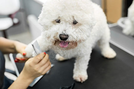 Groomer在理发店为狗做梳洗和理发工作头发美容师小狗马夫沙龙比熊犬动物犬类卫生兽医图片