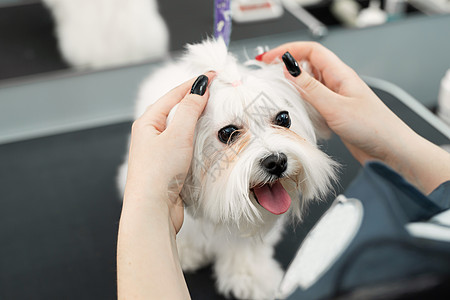 一位新郎在兽医诊所剪了狗的头发 使它看起来像头部的胸罩梳子理发马夫发型工具宠物美容师动物犬类沙龙图片
