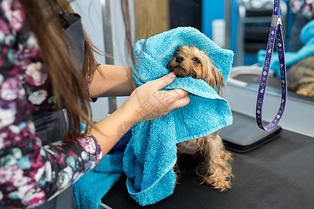 在兽医诊所的桌子上 一只湿漉漉的约克夏犬被一条蓝色毛巾包裹着 照顾和照顾狗 一只小狗在剪毛前被洗过 她冷得直打哆嗦图片