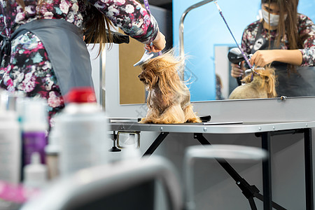 美容动物 美容 干燥和造型狗 梳理羊毛 美容师剪毛和刮胡子 照顾狗 美丽的约克夏犬烘干机毛皮宠物季节卫生工具小狗猎犬犬类服务图片