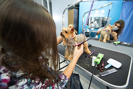在美容院为狗梳妆时 女装发型者坐在桌子上 最后用剪刀剪出狗的头发的过程工具美容师情感猎犬理发师刷子划痕头巾毛皮眼睛图片