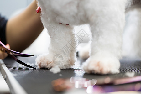 女美容师理发在桌子上为狗美容院美容 用剪刀最后剪掉狗毛的过程宠物魅力划痕发型情感毛皮沙龙动物工具头巾图片