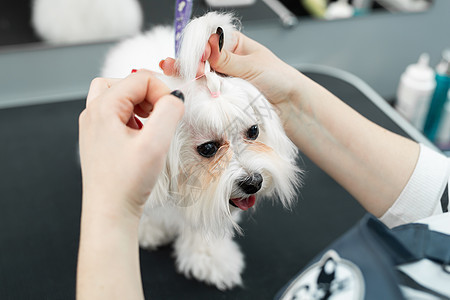 一位新郎在兽医诊所剪了狗的头发 使它看起来像头部的胸罩梳子犬类服务健康猎犬理发毛皮卫生宠物发型图片