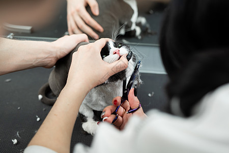 兽医在宠物美容院用剪刀剪一只猫 女性理发师剃黑白猫毛 青春动物头发吹风机洗澡修剪发型梳理沙龙宠物卫生理发图片