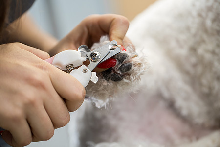 女兽医在兽医诊所修剪比熊犬的爪子 特写 修剪狗的爪子特写视图 兽医用指甲刀给狗剪脚趾甲的特写镜头 兽医概念马夫美甲检查毛皮犬类指图片