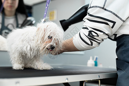 波隆卡波洛涅斯的头发在一家兽医诊所里被兽医吹干 近身缝合 在狗美容院中做理发和梳妆服务烘干机卫生刷子季节健康发型犬类小狗宠物图片