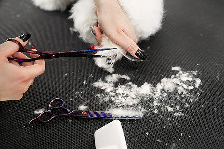 女美容师理发在桌子上为狗美容院美容 用剪刀最后剪掉狗毛的过程 爪子的理发图片