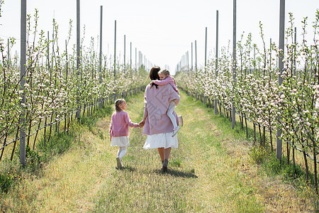 年轻母亲及其双胞女在开花期间春天穿过苹果果园 手牵手到远处走来走去的路上背景图片