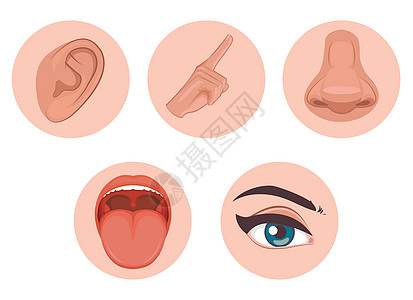 五个感官图标 用名称 视觉 听觉 嗅觉 味道 触碰的平板设计设计图片