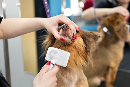 女女艺人用梳子梳狗 在美容沙龙里大狗犬类头发美容师刷子小狗魅力工具发型吹风机毛巾图片