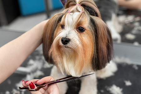 一位女美容师用剪剪刀剪了约克郡水手的羊毛 对一只小狗来说理发很漂亮毛皮桌子魅力刷子犬类梳子发型兽医理发师情感图片