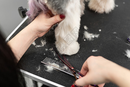 一位女美容师用剪剪刀剪了约克郡水手的羊毛 对一只小狗来说理发很漂亮剪刀理发师刷子毛皮梳子工具魅力动物兽医发型图片
