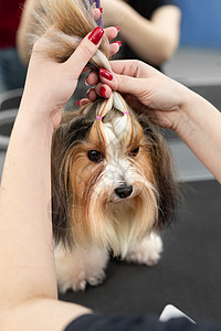 一位女性美容师将约克郡田地的羊毛与小线条联系在一起 对一只小狗来说 一种美丽的发型图片