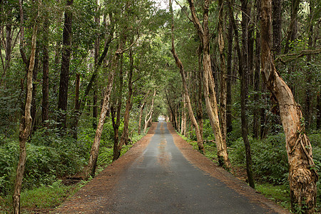 森林中的一条路 在奇异岛屿上图片