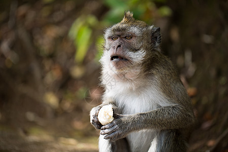 猴子在自然环境公园里吃香蕉的 是一只猴子旅行水果十二生肖野生动物女性毛皮猕猴婴儿动物成人图片