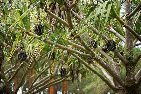 Pandanus 水果在岛上的一棵树上种植椰子棕榈旅游丛林烹饪收成菠萝假期自然农业图片