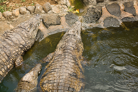 在动物园池塘中的鳄鱼皮肤食肉动物捕食者危险公园皮革爬虫生物力量图片