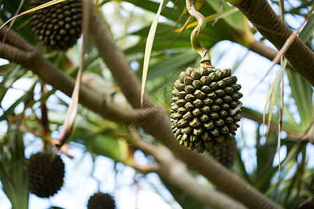 Pandanus 水果在岛上的一棵树上种植农业异国蔬菜天堂维生素美食棕榈雨林松树自然图片