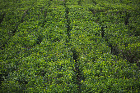 茶叶种植场有茶叶叶 紧贴着雾山背景 蓝色和绿色图片