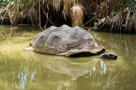 沼泽中的大塞舌尔海龟动物环境恐龙大动物公园乌龟皮肤野生动物宠物土地图片