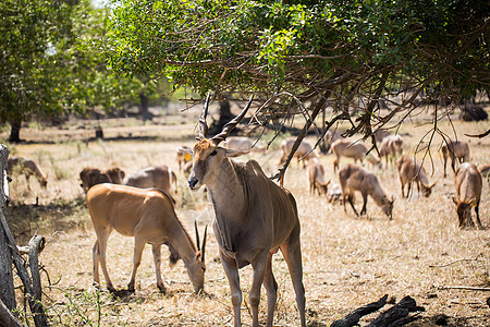 野外非洲鹿群 毛里求斯麋鹿哺乳动物毛皮驼鹿保护草地森林鹿角野生动物公园背景图片