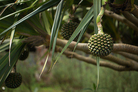 Pandanus 水果在岛上的一棵树上种植烹饪棕榈美食异国椰子生物植物情调假期蔬菜图片