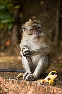 猴子在自然环境公园里吃香蕉的 是一只猴子猕猴十二生肖女性荒野旅行森林水果动物灵长类野生动物图片