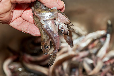 捕捉海中捕获的新鲜生生鱼熔鱼饮食西鲱小吃尾巴鲱鱼海鲜食物营养烹饪午餐图片