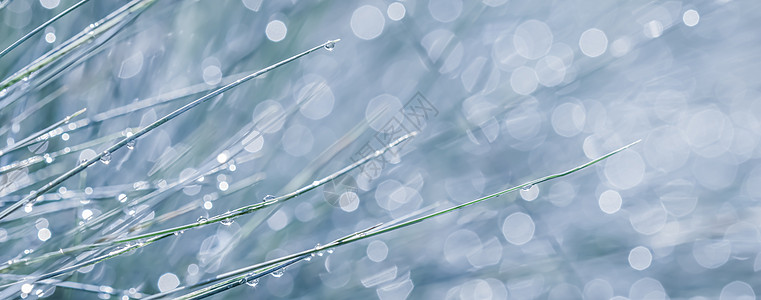 装饰草蓝色羊茅的纹理背景图案与雨滴 散景与光反射柔软度场地生长宏观叶子青蒿环境湿度草地花园图片