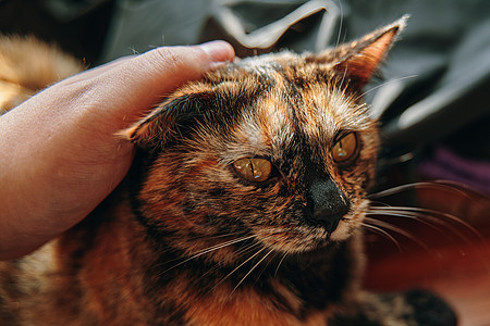 人的中风猫眼睛胡子主题友谊哺乳动物好奇心小猫宠物耳朵毛皮图片